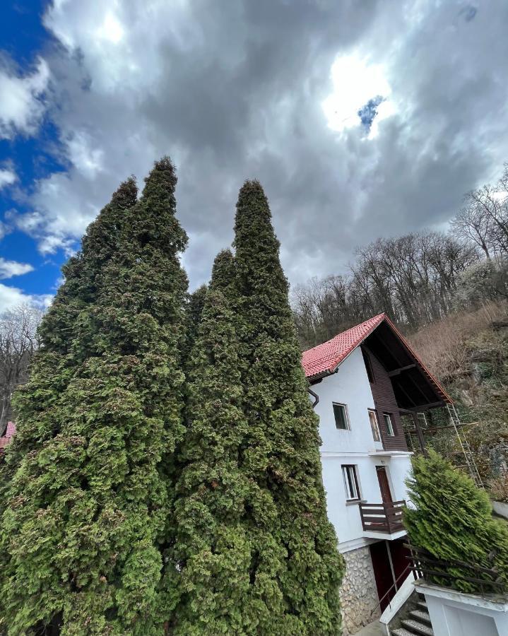 Timi Residence Braşov Dış mekan fotoğraf